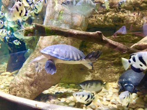 Dubai Mall Underwater Zoo
